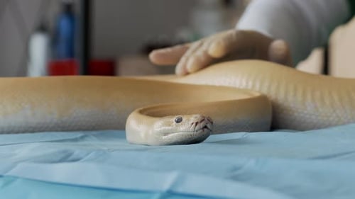 Les mains d'un vétérinaire inspectant la peau d'un serpent albinos lors d'un rendez-vous