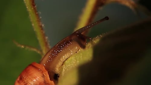 A Snail Crawls on a Plant A Gastropod in a Shell Moves Its Horns