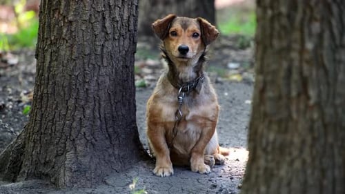 Small yard dog in the courtyard of a residential building on a chain