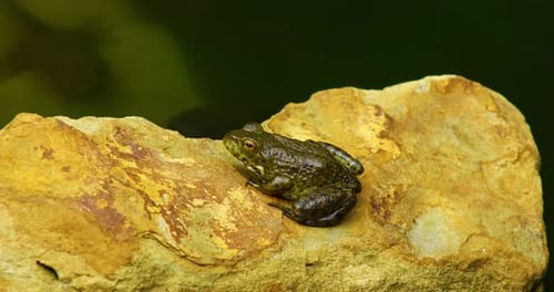 Static video of juvenile green frog on rocks. The frog jumps.
