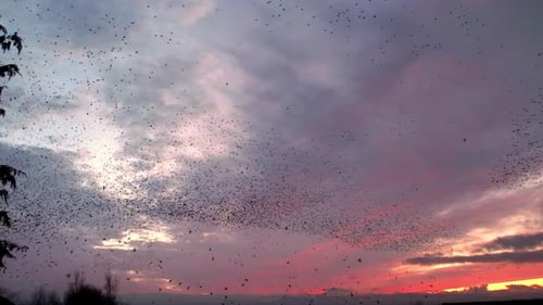 Gemurmel der Stare, die sich über ihrem Schlafplatz gegen den Abendhimmel versammeln