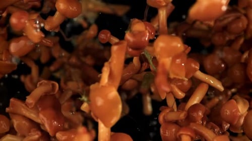 Honey Mushrooms Exploding Upwards on a Black Background