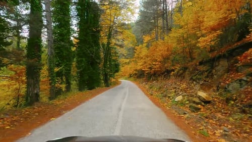 Autumn Forest Drive