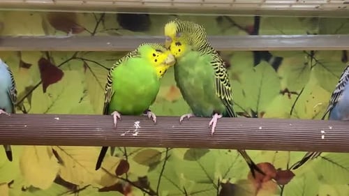 Dos periquitos verdes mostrándose amor y afecto el uno al otro.