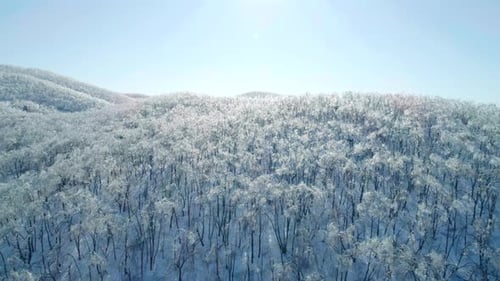 Aerial View of a Frozen Forest with Snow Covered Trees at Winter Flight Above Winter Forest Aerial