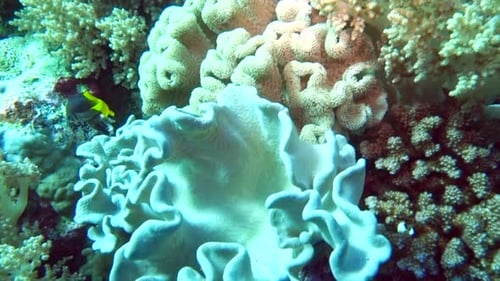Soft corals grow abundantly on a reef.