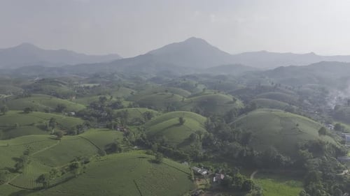 Vue aérienne de la colline de thé dans la plantation de thé de Long Coc, à 100 km de Hanoi, Vietnam