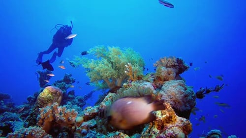 Underwater Coral Reef Ecosystem with Scuba Diver