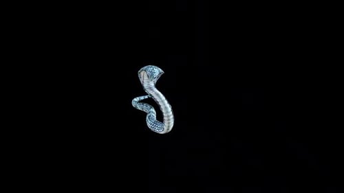 King Cobra Circle Bite