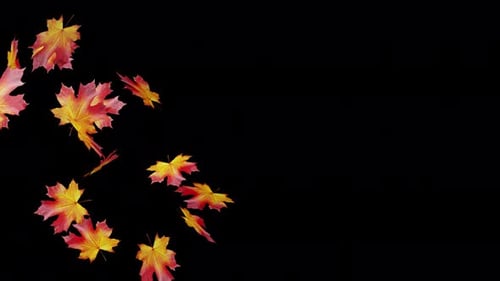 Realistic Autumn Maple Leaves Falling Animated Loop