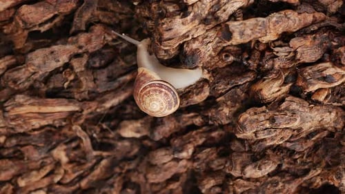 White snail enjoying a crawl
