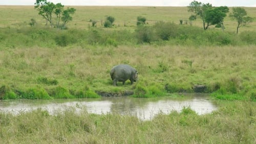 A Wide Shot of a Large Hippopotamus Walking Across the Green Savanna Grassland Toward a Small Pond