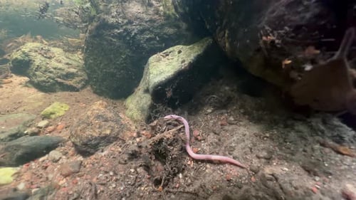 Underwater shot of an Earthworm that has fallen into the water and struggles with the current in a