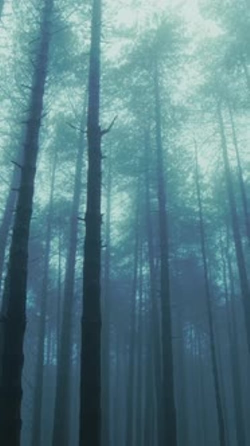 Silhouette of Trees in the Mountain Fog in the Enigmatic Misty Atmosphere
