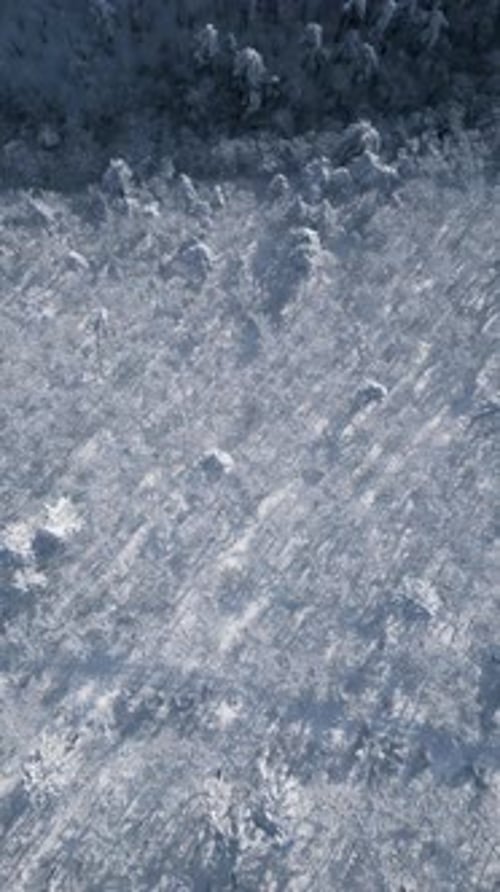 Vertical Winter Forest