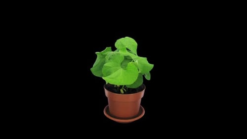 Time lapse of growing bean Flambo seeds