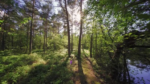Ein Spaziergang in einem Wald an einem schönen Sommertag. Wunderschöne unberührte Natur, ein schmaler Pfad zwischen den Bergen