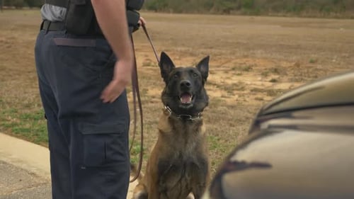 Officer with Dog Outside in Field near Car