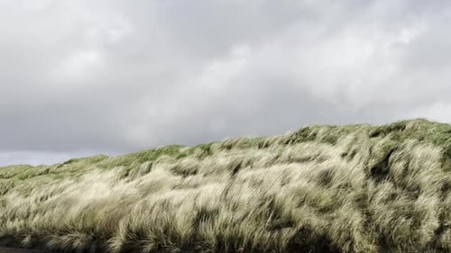 Grey clouds passing and dune grass swaying on the wind