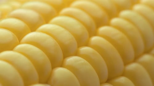 Closeup view of fresh sweet corn on the cob