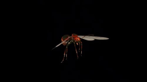 Flying Ant