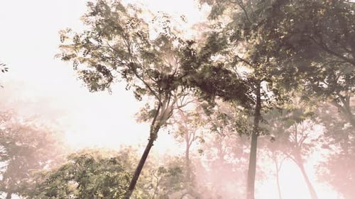 The Sun Shines Through the Trees in the Forest