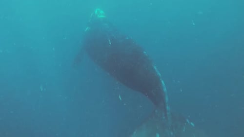 Ballena franca austral nadando libremente en el océano azul. - cámara lenta