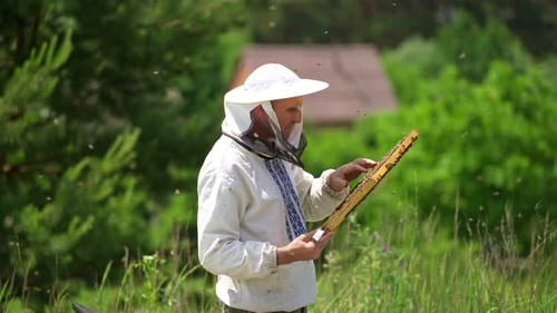 Beekeeper in protective workwear. Beekeeper holding honeycomb full of bees
