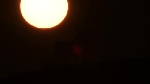 Silhouette Bull Against Rising Sun in Rural Setting