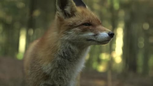 Nahaufnahme des stehenden Rotfuchses und dann sitzt er wunderschön