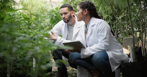 Greenhouse, communication and scientist with tablet for plant research, agriculture