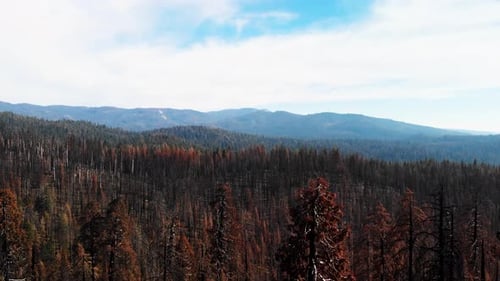 Burnt Trees on Forested Hillside Aerial View