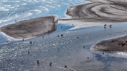 Birds congregate on sandy beach with tide pools