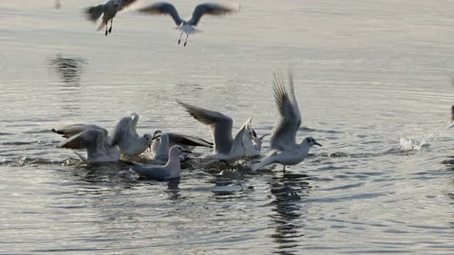 Tier Vogel Möwen im Meerwasser 08