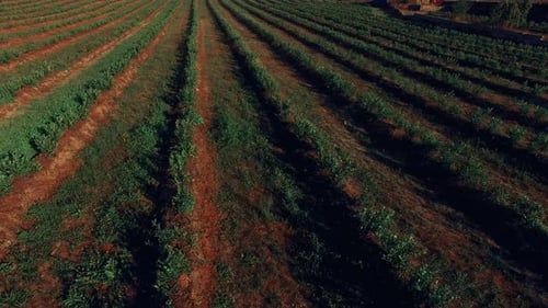Aerial View of Lush Agricultural Farmland in Daytime