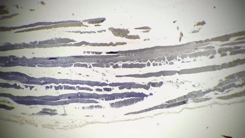 Microscopic View of Stained Tissue Sample