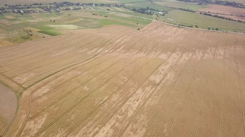 Aerial View of Yellow Agriculture Wheat Field Ready to Be Harvested in Late Summer