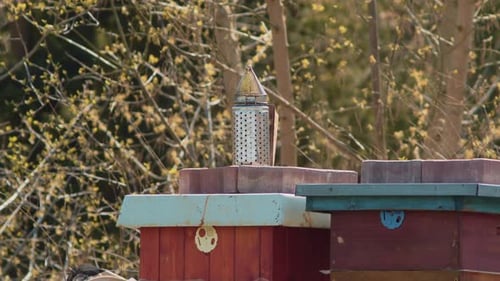 Beekeeper opens the hive and then uses the smoker to calm the bees.