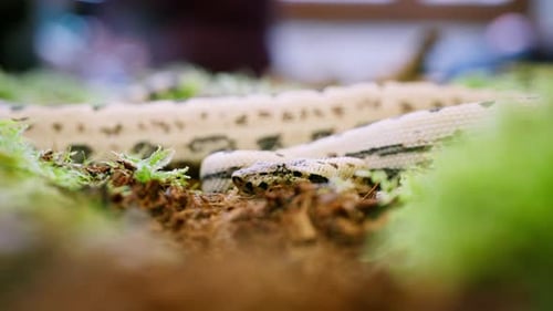 Snake in slow motion creeping through moss and greenery, captured from a close-up perspective