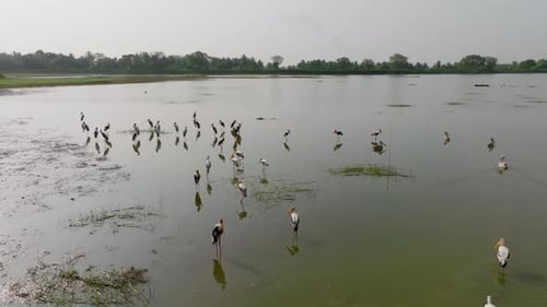 Sri Lanka birds standing in reflective lagoon