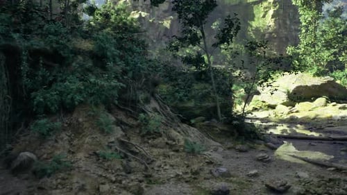 Sunshine Filtering Through Lush Canopy Onto Forest Floor and Roots