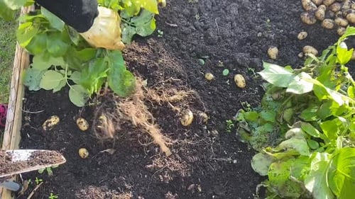 Harvesting Fresh Potatoes in a Rural Garden