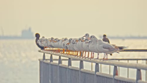 Möwe - 4K
