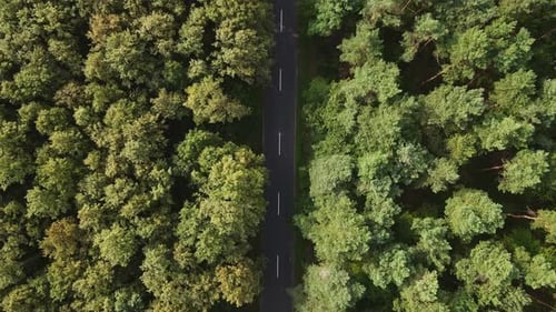 Flying over a forest with moving car, drone footage, aerial view 4k