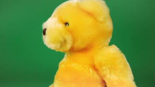 Stuffed and fluffy teddy toy bear turns and looks around on a green background