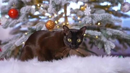 Playful kitty near christmas tree. Funny small attractive domestic cats.