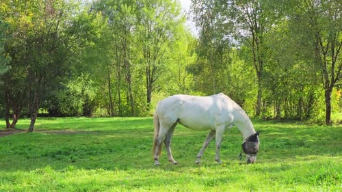 Weißes Pferd weidet auf der Wiese