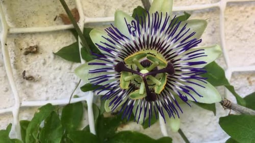 Intricate Close-Up of a Beautiful Passionflower