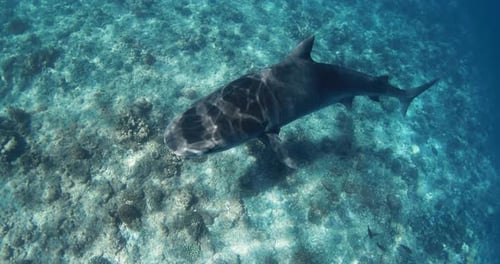 Tiger Shark Swims in Transparent Blue Ocean Tiger Sharks Watching in Maldives