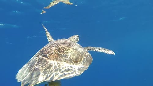 Loggerhead Sea Turtle in coral reef of Caribbean Sea around Curacao